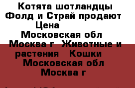 Котята шотландцы Фолд и Страй продают › Цена ­ 15 000 - Московская обл., Москва г. Животные и растения » Кошки   . Московская обл.,Москва г.